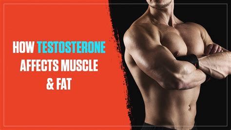 How Testosterone Levels Affect Muscle Growth And Fat Loss 2018 Youtube