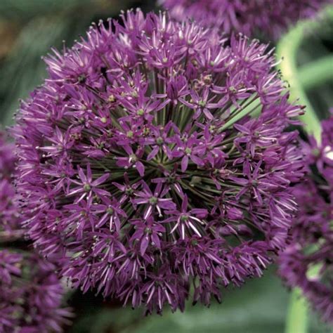 Allium Purple Sensation Ail d ornement à fleurs violet pourpre en boule