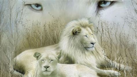 Wallpapers Of White Lion Wallpaper Cave