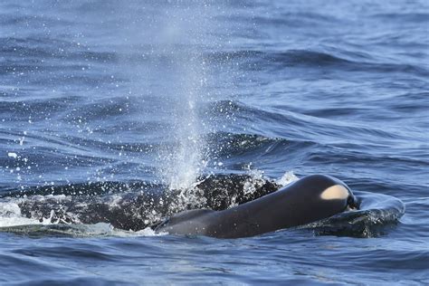 Grieving Mother Orca Carries Dead Calf For 2 Days Las