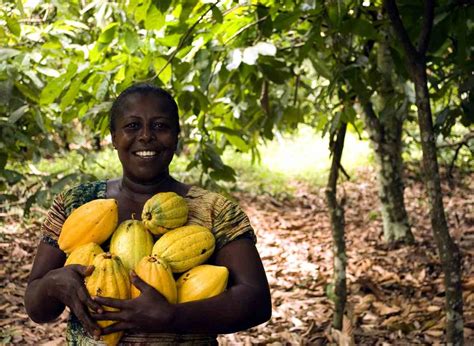 Organic Cocoa Production Farming Cultivation Plantation Agri Farming