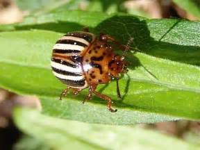 Brown And White Striped Beetle Leptinotarsa Juncta Bugguidenet