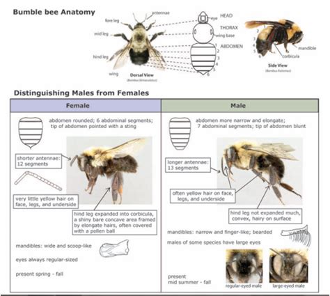 Bumble Bee Anatomy