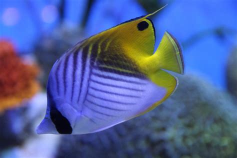 Free Images Animal Underwater Color Blue Reef Close Up Aquarium
