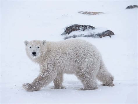 Download Polar Bear In The Snow