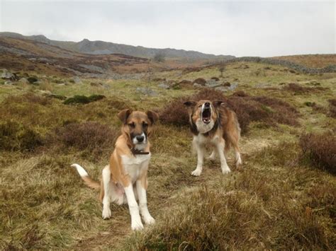 Welsh Sheepdogs On The Welsh Hills Welsh Sheepdog Smiling Dogs Hills