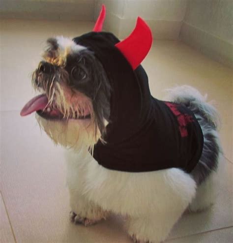 60 Cute Shih Tzu Dogs In Halloween Costumes Page 4 Of 13 The Paws
