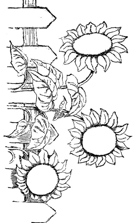 Sunflowers Adult Coloring Pages Coloring Page Printable Etsy My Xxx