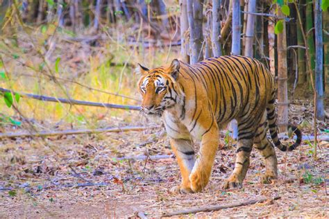 Nagzira Navegaon Tiger Reserve Photography Tour By Rohan Taware