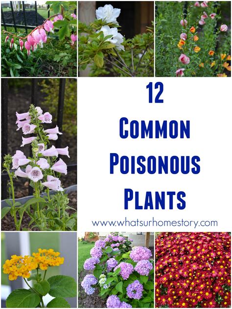 Common Poisonous Plants Chart