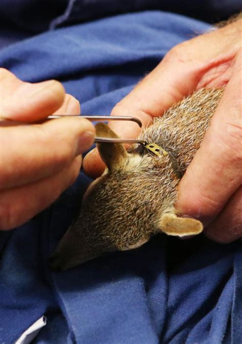 Get all latest news about news perth, breaking headlines and top stories, photos & video in real time. Perth Zoo born numbats to be released into wild with radio ...