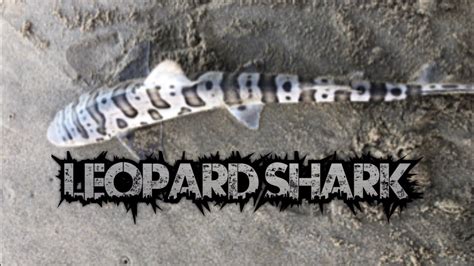 Baby Shark Leopard Shark Youtube