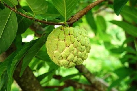 How to say sugar apple in maori. How to Grow Sugar Apple | Growing Sugar Apple Tree & Its ...