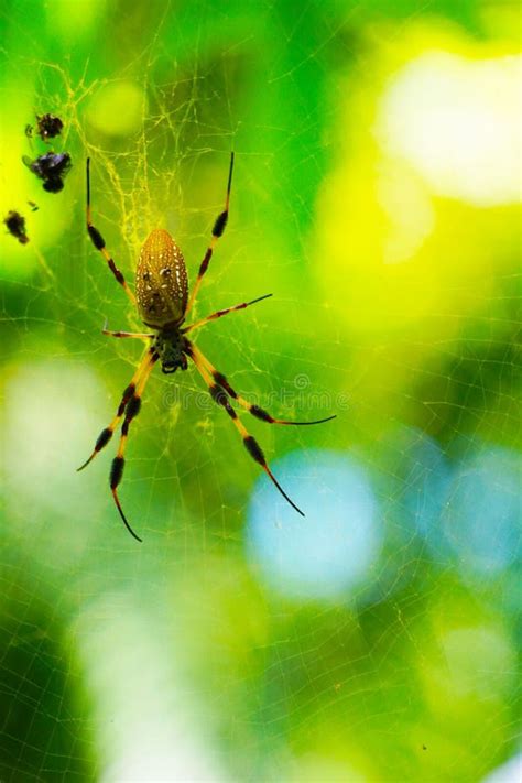 Spider Hanging On A Web Stock Image Image Of Detailed 213777129