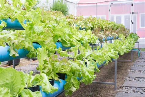Organic Hydroponic Vegetable Cultivation Farm Stock Photo Image Of
