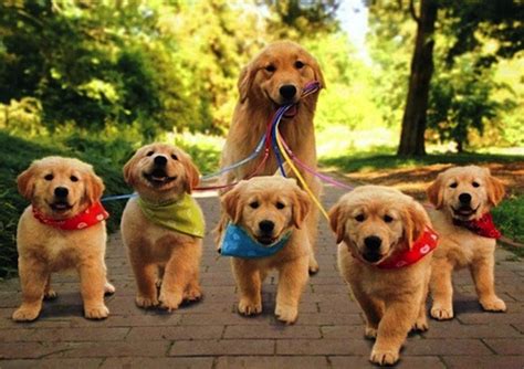 The Perfect Mother Cute Dogs Pets Cute Puppies