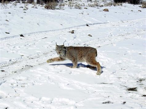 Canada Lynx Lynx Canadensis Natureworks
