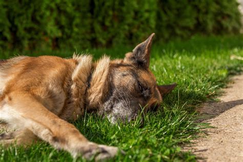5 Must Know German Shepherd Degenerative Myelopathy Symptoms