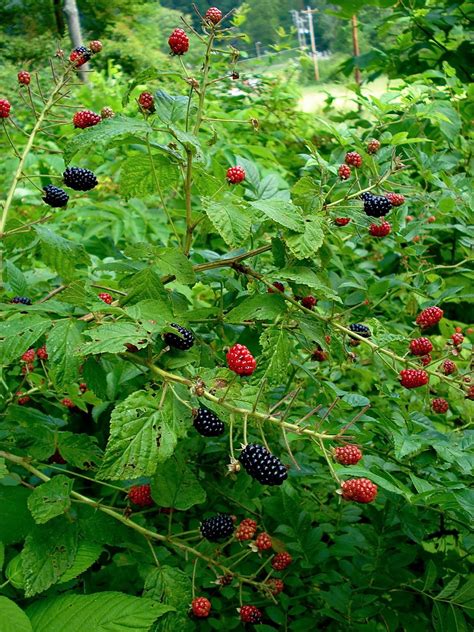 Wild Blackberries In The Summer We Forage For Wild Berries Flickr