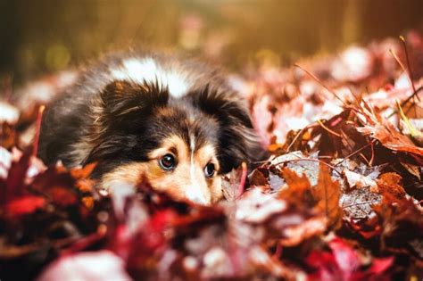 Free Picture Dog Leaf Autumn Forest Domestic Animal Pet