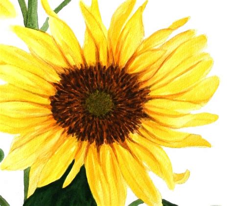 Yellow Sunflower Group Original Watercolor Painting By Etsy