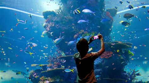 Sea아쿠아리움sea Aquarium Visit Singapore 공식 사이트