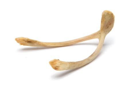 Rubber Chicken Bone Science Experiment