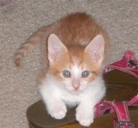 Free orange kittens pets and animals in lemoore, california at americanlisted.com classifieds. FREE Heavy Purring Male Orange & White Tabby Kitten 9 ...