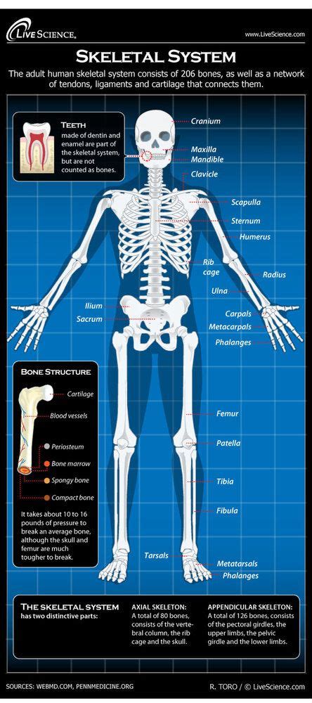 The Skeletal System Is Shown In Blueprint And Includes An Image Of A