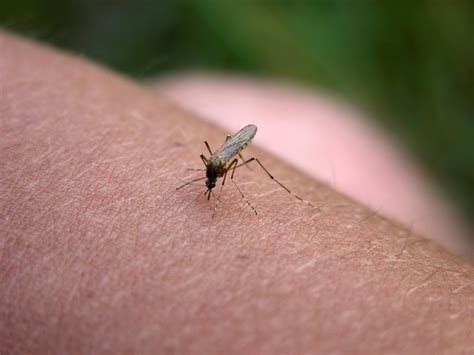 Mosquitos ¿por Qué Me Pican A Mí Salud Y Medicina