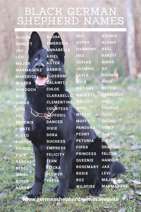 German Shepherd Unique Male Dog Names 2020
