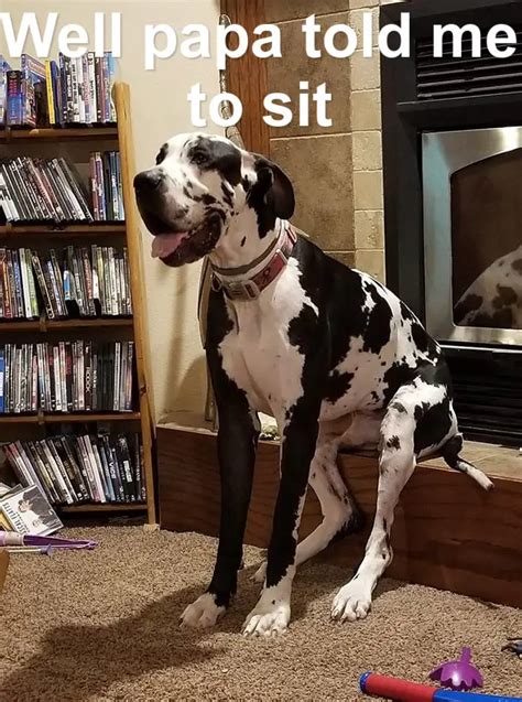 40 Funny Great Dane Dog Memes Of All Time Page 4 Of 9 The Paws