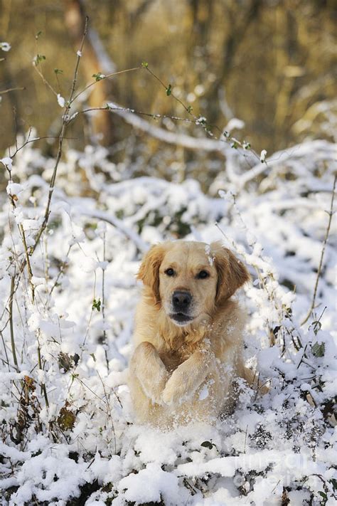 Golden Retriever In Snow Photograph By John Daniels