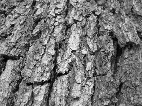 Tree Bark Texture 16 Free Stock Photo Public Domain Pictures