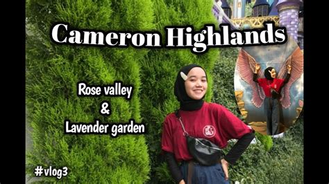 Visit the hillside rose centre to discover rich gardens filled with fragrant flowers in bloom. Cameron Highlands #vlog3 | Rose valley & Lavender garden ...
