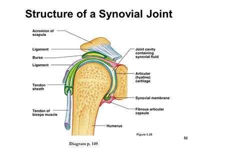 Correctly Identify The Following Parts Of A Synovial Joint Heat