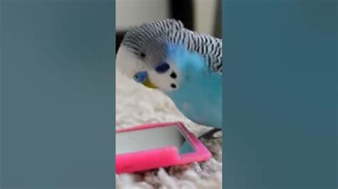 Budgie Singing To Mirror Youtube