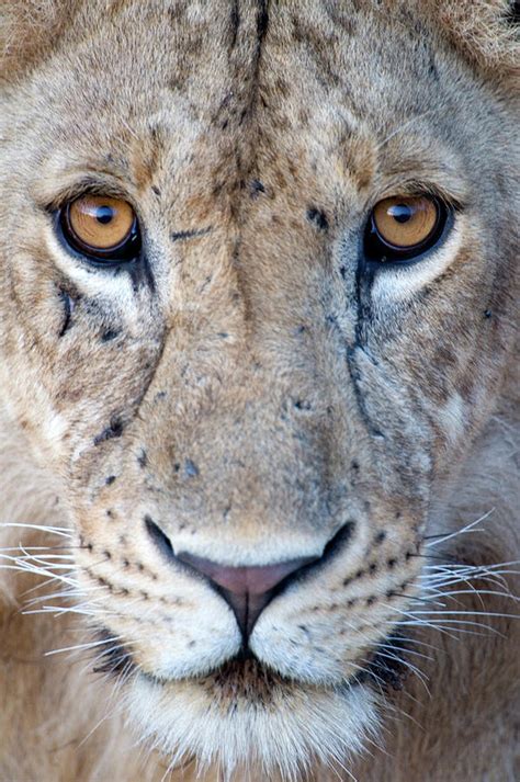 Close Up Of A Lioness Panthera Leo 1 Photograph By Animal Images