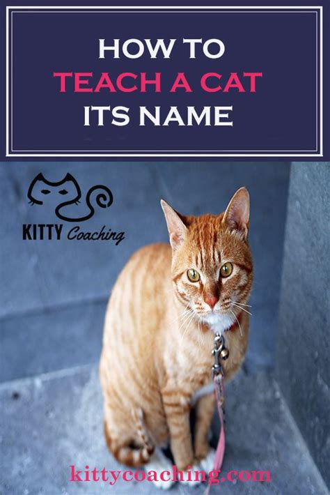 How To Teach A Cat Its Name 2018 Cat Training Cats
