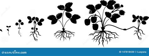 Ciclo De Vida De La Fresa Aislado En El Fondo Blanco Etapa Del Crecimiento Vegetal De La Semilla