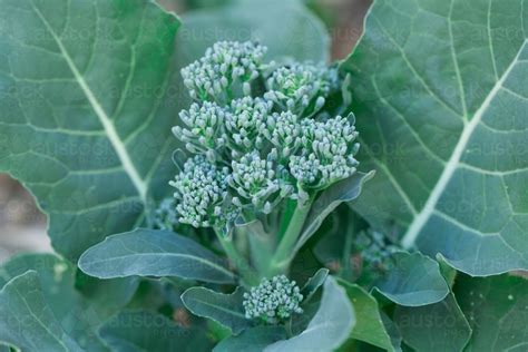 Image Of Close Up Of Broccolini In A Garden Austockphoto