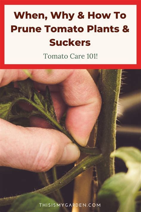 How And Why To Prune Your Tomato Plants Tomato Pruning Tomato Plants