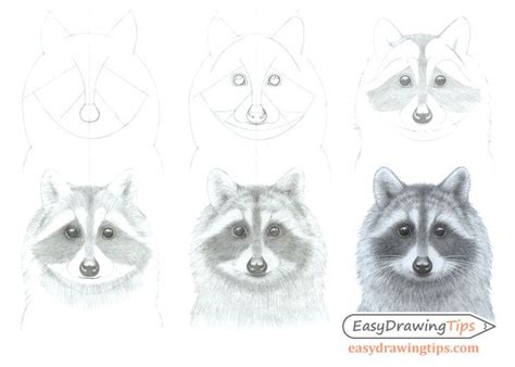 19 Easy Racoon Drawing Nicodatouba