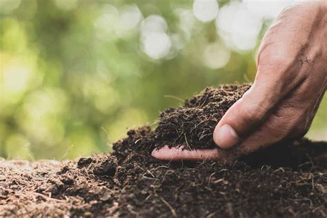 What Ground or Soil Types are You Planting in? | Crewcut Lawn & Garden