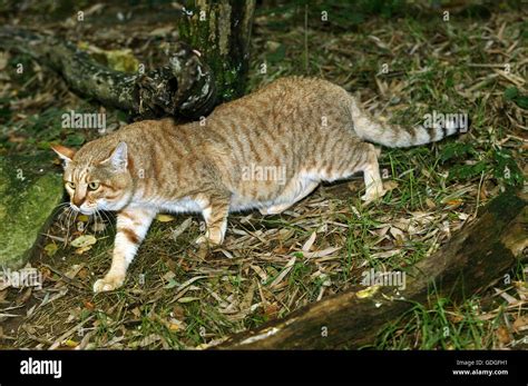 gato montés africano felis silvestris lybica adulto fotografía de stock alamy