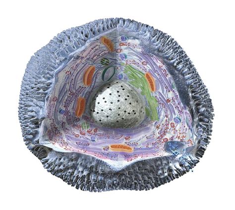 Human Cell Structure Showing Cytoplasm Photograph By Dorling Kindersley