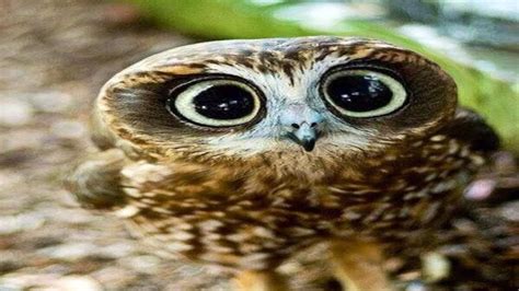 Funny Owls And Cute Owl Videos Compilation Youtube