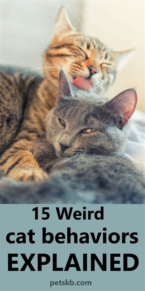 15 Weird Cat Behaviors Explained Cat Behavior Cats Crazy Cats