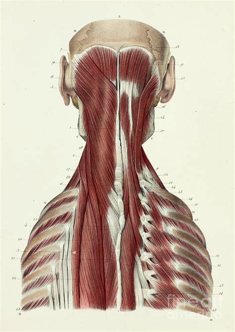 Third Layer Of Back And Neck Muscles Photograph By Science Photo Library