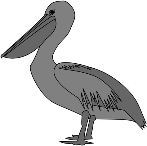 Pelican Drawing Free Download On Clipartmag